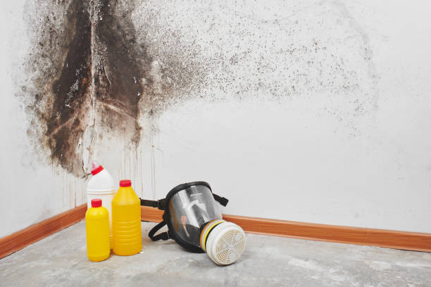 Best Mold Removal Company Near Me  in Spanish Fork, UT