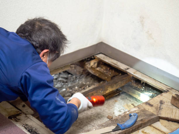 Best Mold Remediation Services  in Spanish Fork, UT
