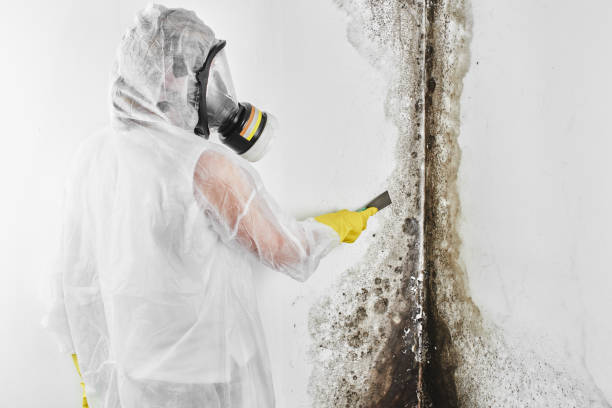 Best Residential Mold Removal  in Spanish Fork, UT