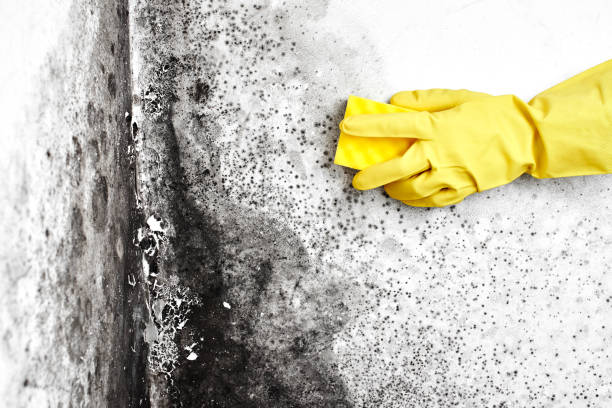 Best Fast Mold Removal  in Spanish Fork, UT