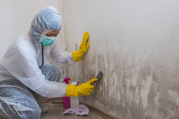 Best Same-Day Mold Removal  in Spanish Fork, UT
