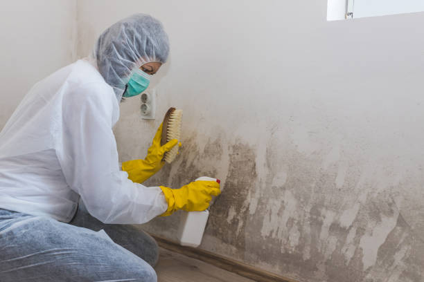 Best Black Mold Removal  in Spanish Fork, UT