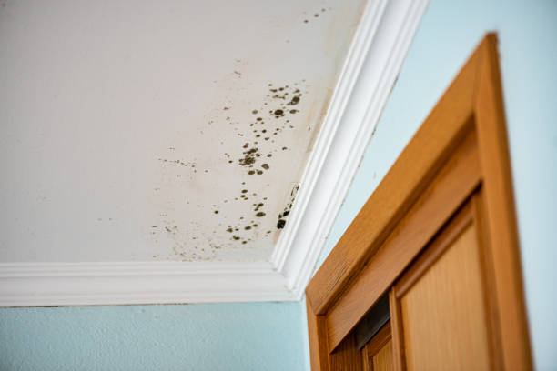 Mold Removal and Inspection in Spanish Fork, UT