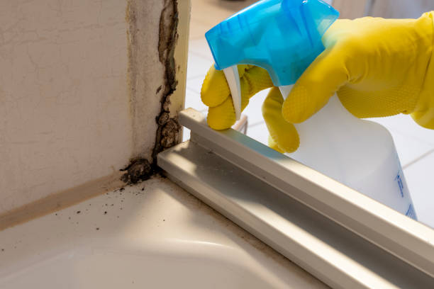 Best Black Mold Removal  in Spanish Fork, UT
