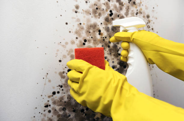 Best Black Mold Removal  in Spanish Fork, UT