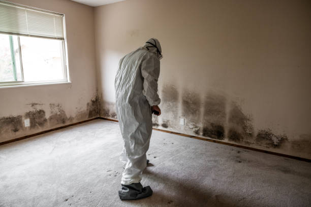 Best Mold Testing  in Spanish Fork, UT