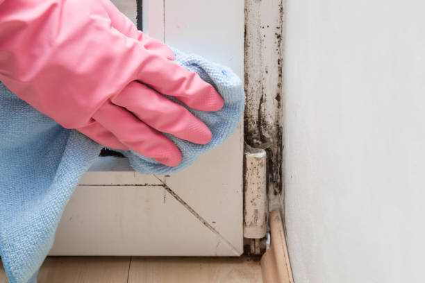 Best Fast Mold Removal  in Spanish Fork, UT