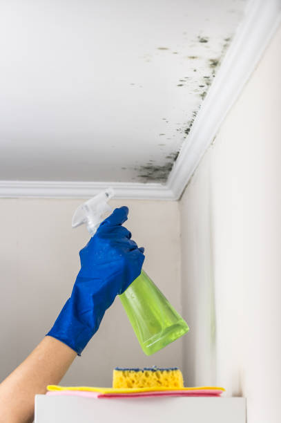 Spanish Fork, UT Mold Removal Company