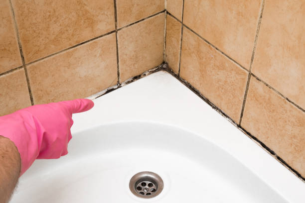 Best Mold Remediation  in Spanish Fork, UT