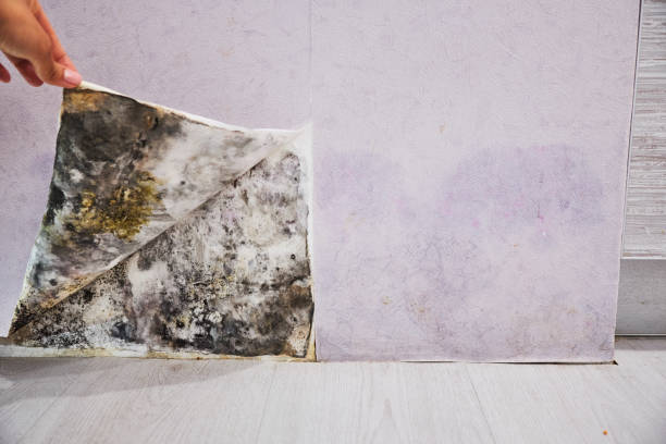 Best Mold Removal Company Near Me  in Spanish Fork, UT